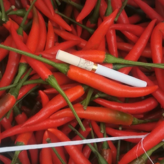 博白县小米椒