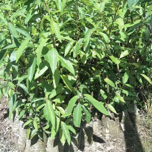 大余县山胡椒杯苗木姜子苗山苍子杯苗十万苗现货