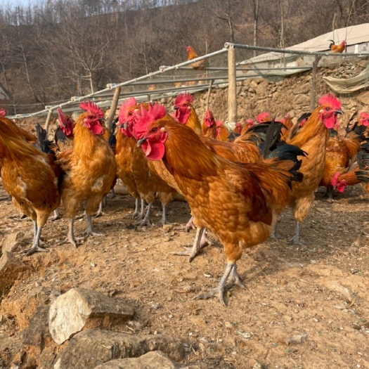 西峡县散养红瑶土鸡