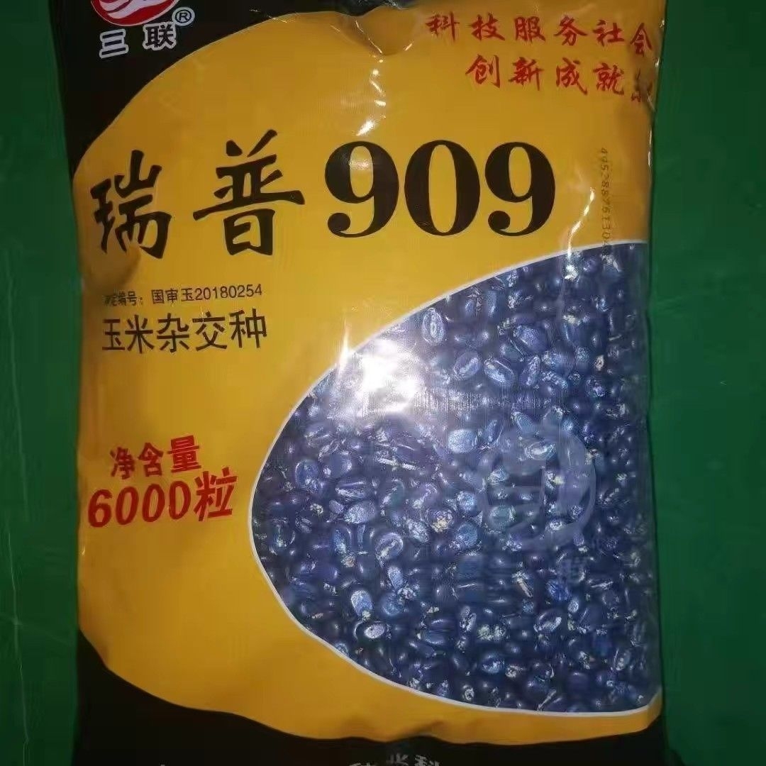 山西三联瑞普909玉米种子6000粒