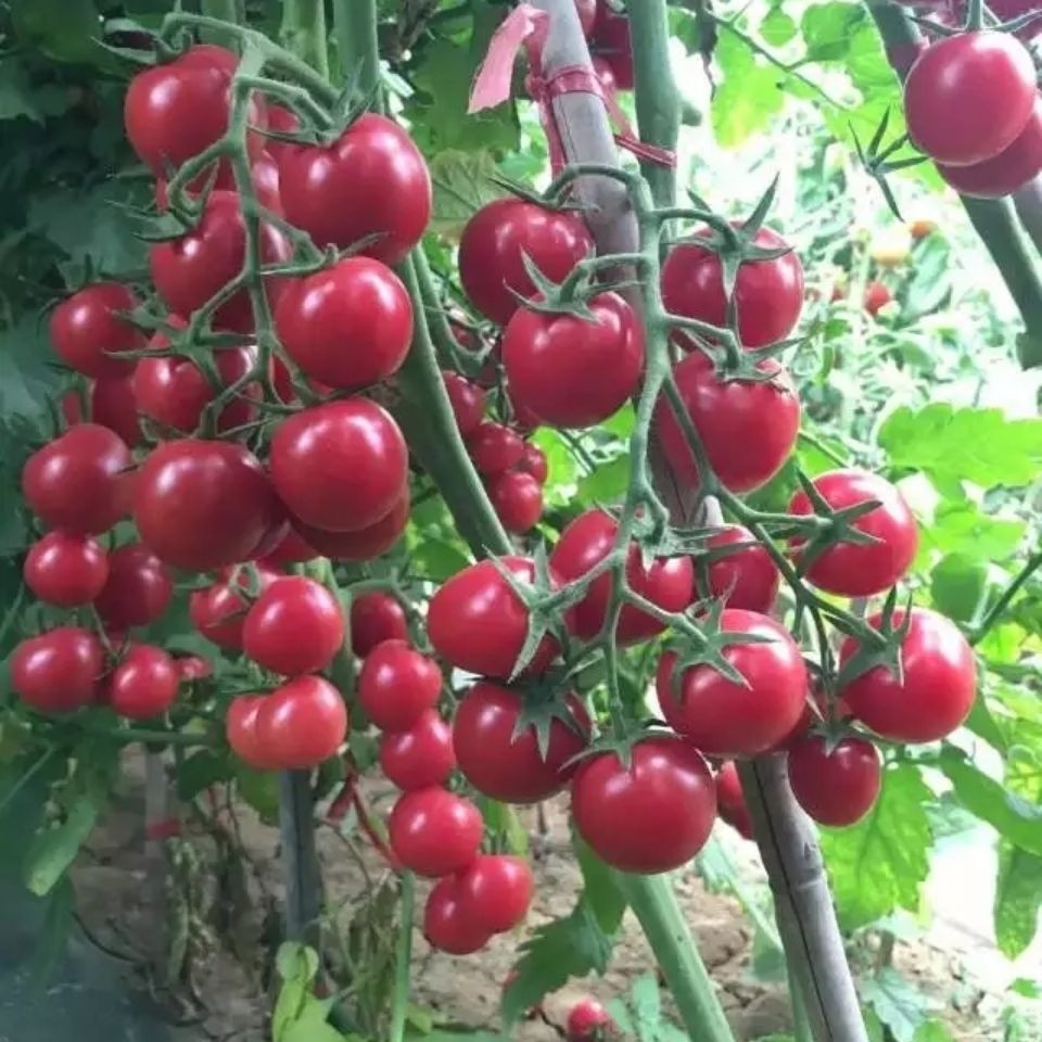 湖南邵阳基地供应各种西红市苗，粉红大果，硬粉，圣女果量大从优