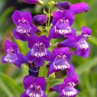 钓钟柳 多年生宿根植物 绿化用苗 量大优惠