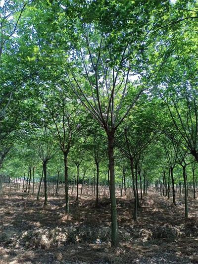 肥西县8公分10公分朴树产地价格批发
