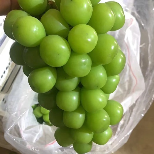 饶阳县葡萄提子