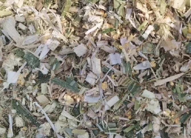 康保县全株玉米青储