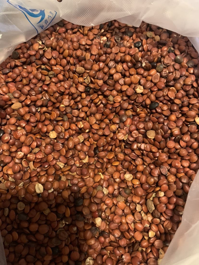 赞皇县出售酸枣仁。可做种子用。颗颗精选。粒粒饱满。