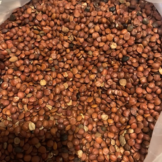 出售酸枣仁。可做种子用。颗颗精选。粒粒饱满。