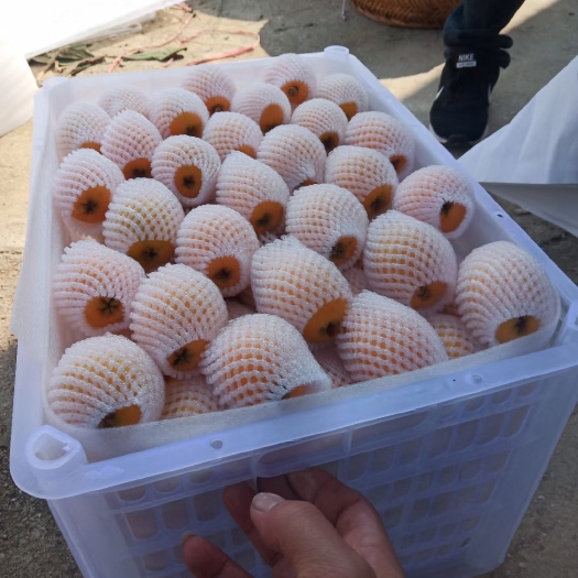 云霄县翁氏果业，
枇杷，