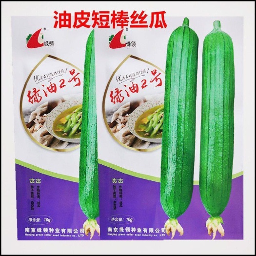 沭阳县绿油2号丝瓜种子短棒形瓜皮绿色油亮丝瓜种子肉厚味浓品质好丝瓜