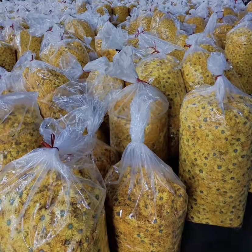歙县菊花茶  原产地金丝皇菊一朵一杯
