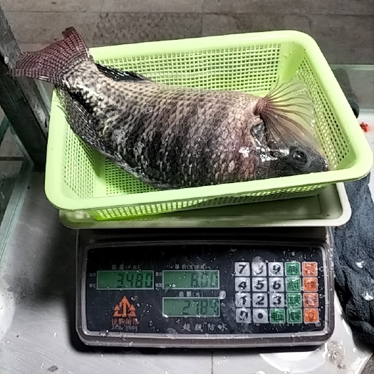 廉江市大罗非