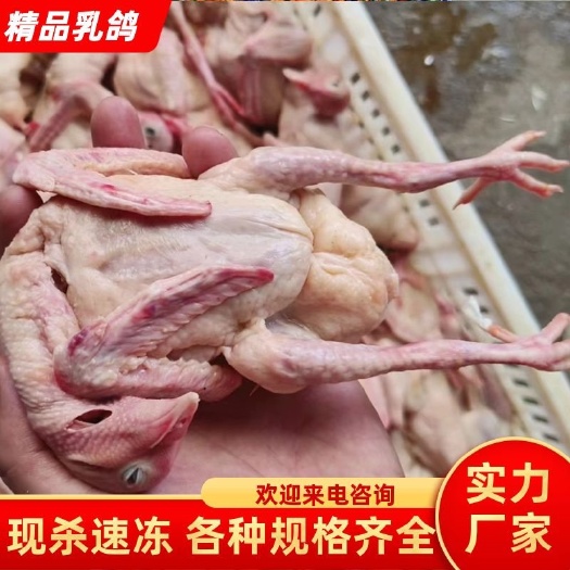 晋州市白条鸽 乳鸽 老鸽子 厂家直销 各种规格齐全