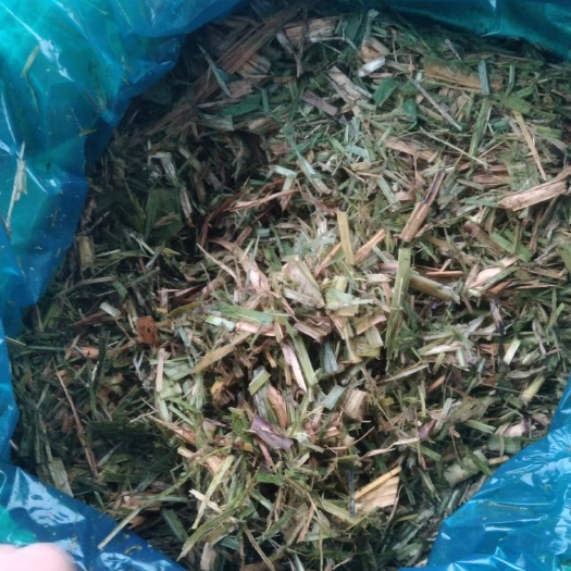 柳城县销售蔗尾青贮，供牛，羊，马绿色饲料。
