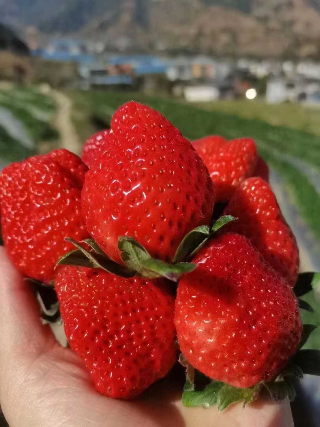 [冻草莓批发]蒙特瑞黔莓速冻品一手货源批发量大优惠价格6000元/吨