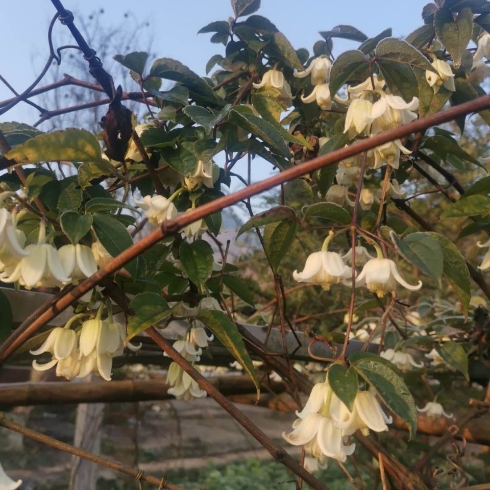 纳雍县贵州新鲜雪里开草药拐子药三叶地雷根单叶铁线莲500g包邮