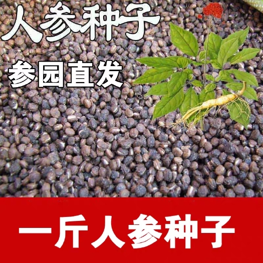 衡阳长白山人参种籽子种植 人参种子人参苗种植 盆栽西洋参山参种籽