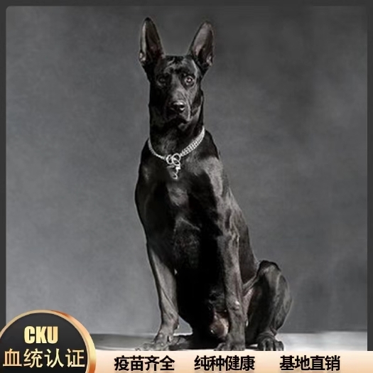 梁山县黑狼犬看家护院，