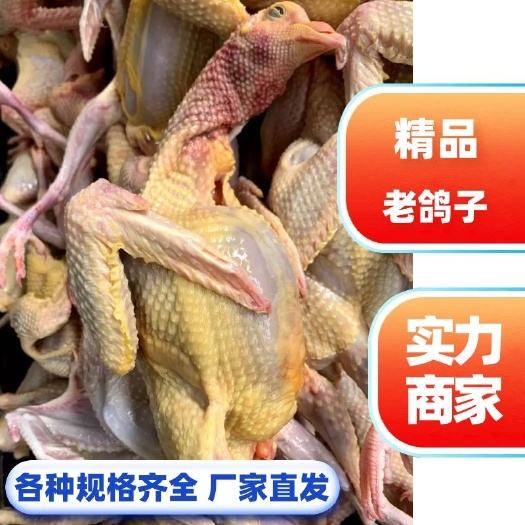晋州市老鸽子 白条鸽 实力工厂 各种规格齐全