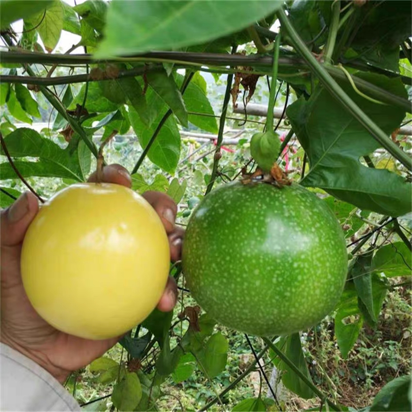 衡阳黄金百香果满天星百香果春秋四季播阳台盆栽黄金鸡蛋果百香果种子