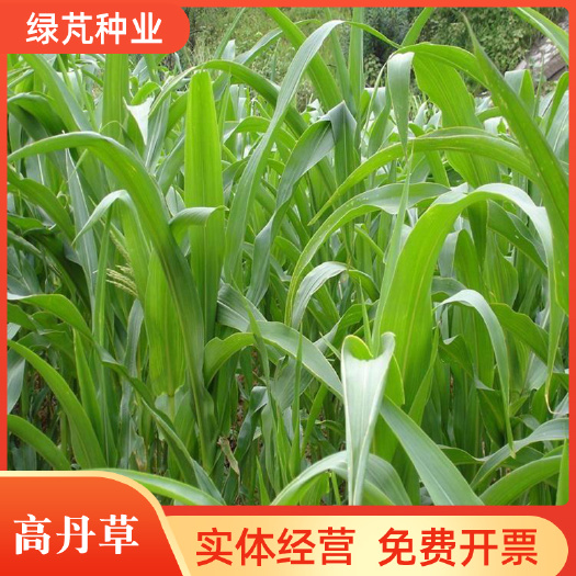 高丹草牧草种子