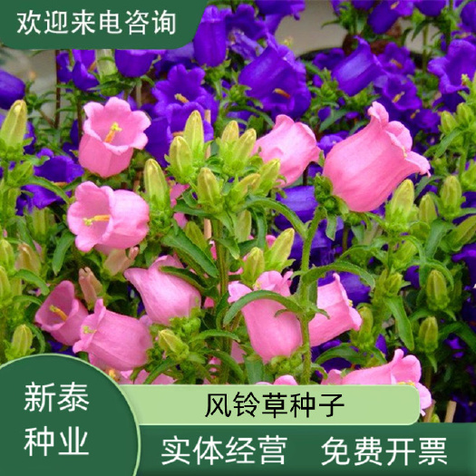 沭阳县风铃草种子室外庭院花种子花卉花种孑喇叭花种籽子四季种易活花籽