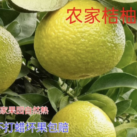 重庆市富硒甜桔柚，橘柚，自家果园鲜嫩多汁，口感醇甜欢迎各位老板咨询