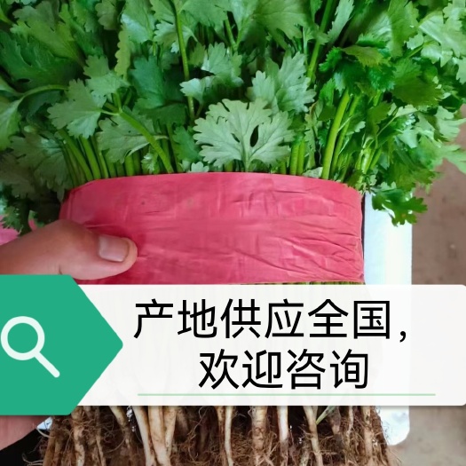 【香菜】芫荽，产地直发供应各大超市电商