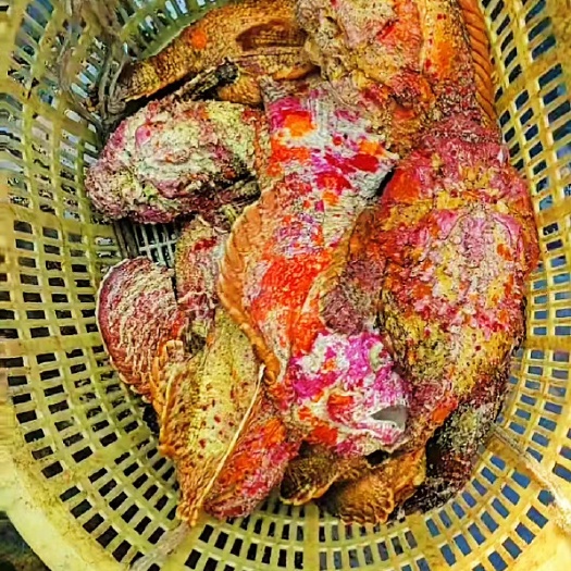 琼海市石头鱼