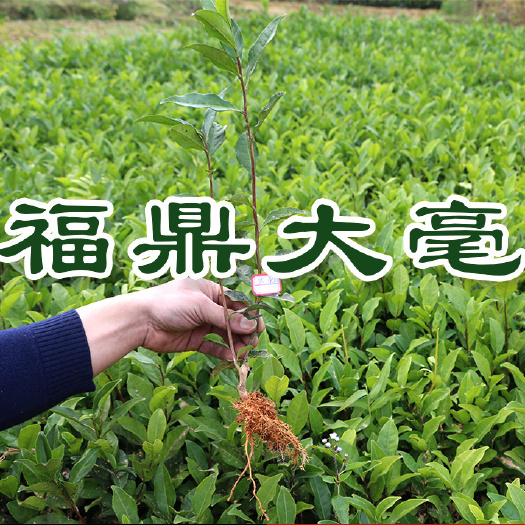 福安市福鼎福鼎大毫茶树苗 无性系良种茶苗 绿茶白茶红茶厂家直白茶销