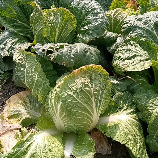 潜江市白菜
