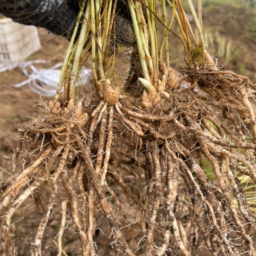 曹县供应杂交一代芦笋苗批发零售，成活率高，种植一次多年收获