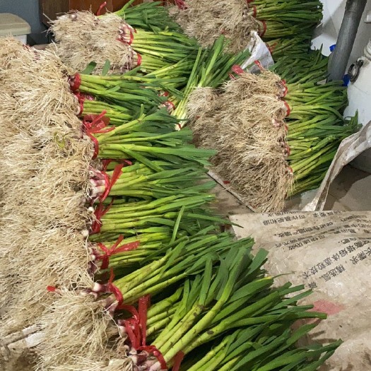 上海红根蒜苗