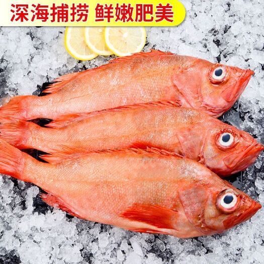 连云港红鱼 红石斑 长寿鱼 富贵鱼 新鲜海鲜 鲜活水产速冻红石斑鱼