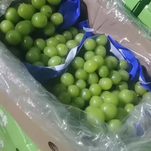 晋州市阳光玫瑰葡萄晴王粒大甜