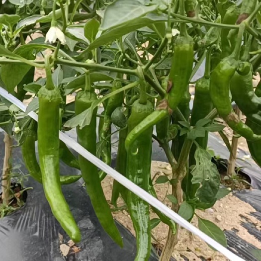 博白县55号椒，供应稳定，货源充足