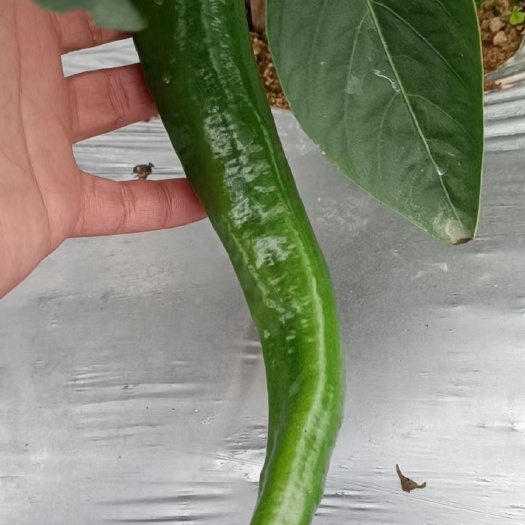 恩平市牛角椒