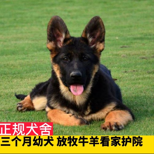 嘉祥县德牧犬放牧牛羊看家护院 德牧