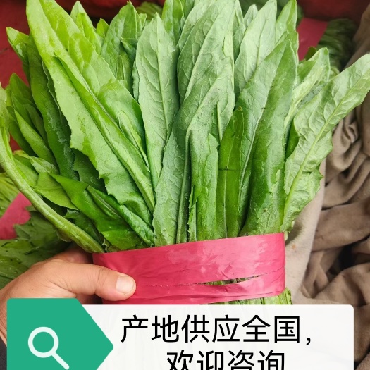 邯郸【油麦菜】青油麦，产地直供，量大从优，全国发货。