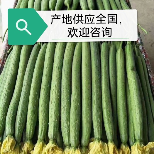 瓜条直，瓜条好，颜色绿，当天采摘，直发全国。