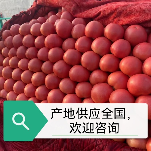 【邯郸】西红柿，大红，硬粉，供应全国，一条龙服务。