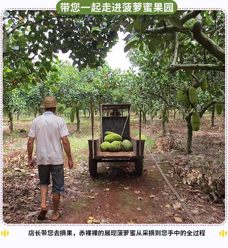 水果树苗菠萝蜜树种子红肉黄肉菠萝蜜种子菠萝蜜种苗果树树苗种子