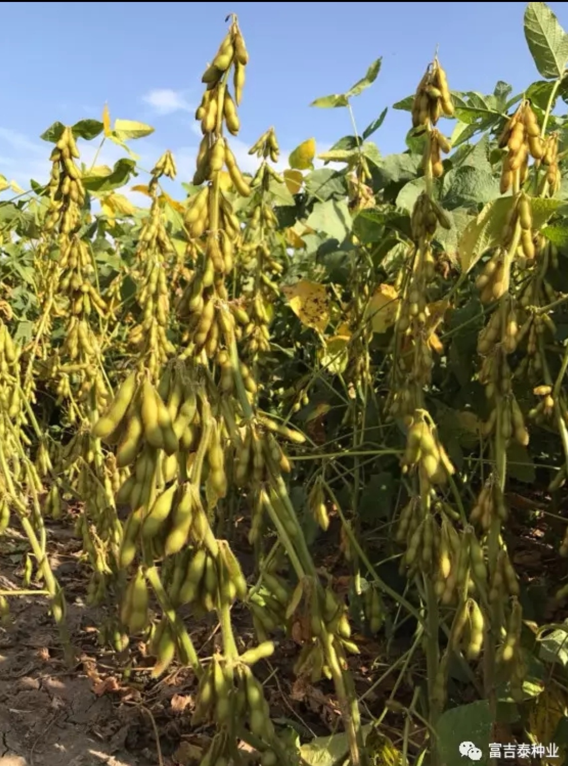 尉氏县早熟、抗病、抗倒、优质、结荚密、适应广大豆品种中黄301。