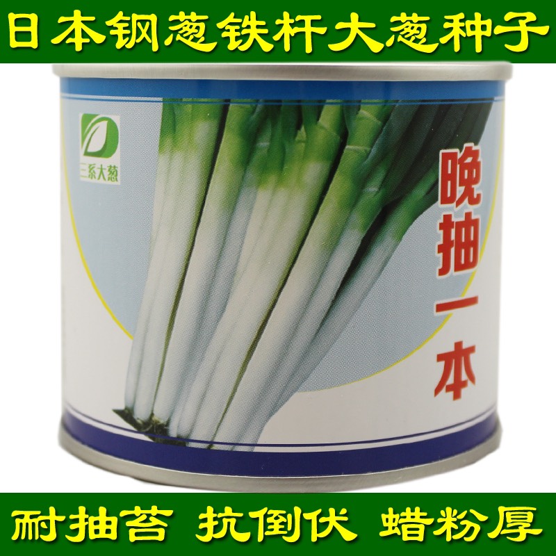 菏泽长白大葱种子 ≥85% 原种（亲本）