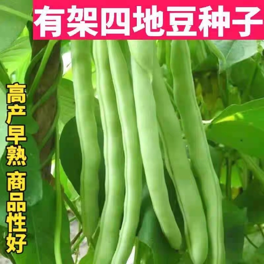 衡阳早熟有架四季豆种子爬藤四季播芸豆豆角种子红花四季豆种籽