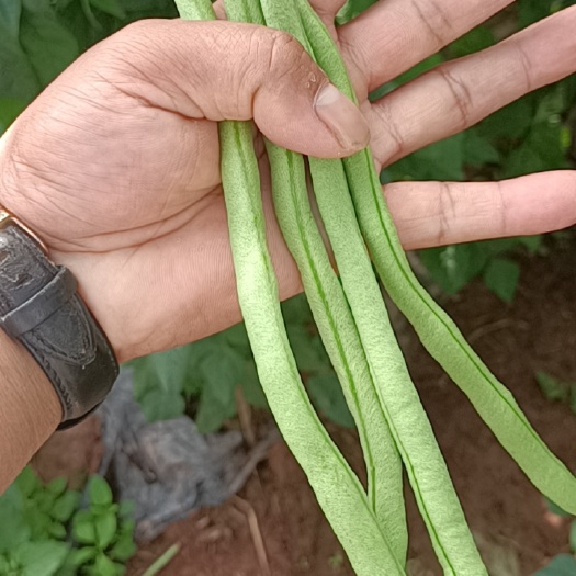 勐腊县豆角，无茎豆，大青豆