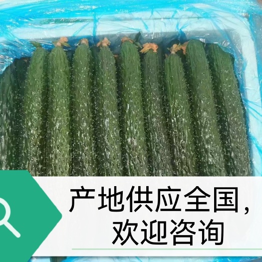 河北邯郸，产地黄瓜，刺密，瓜条直。