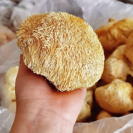 古田县猴头菇，量大从优