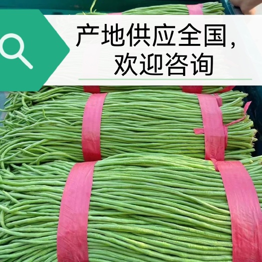 邯郸【邯郸】长豆角，豇豆，产地供应全国，一条龙服务