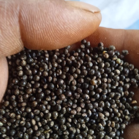 全州县千斤拔鲜货，还在地里，可包整块地或买干货，量大，满车不是问