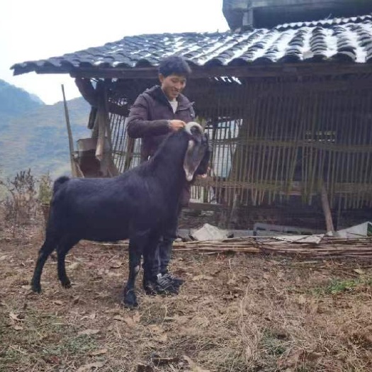 习水县努比亚种公，3岁，180斤，可换可售